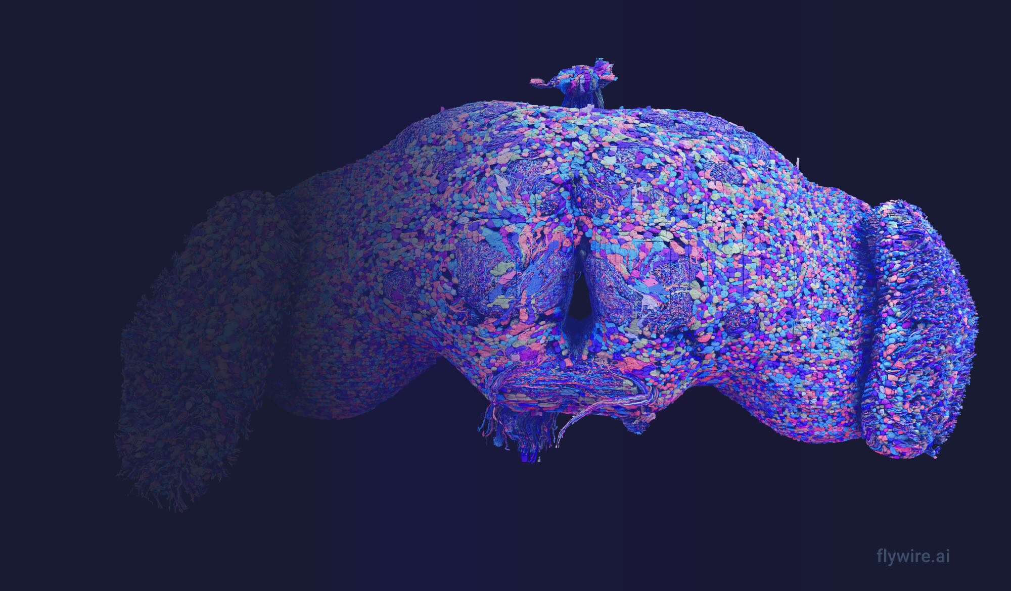 The complete Drosophila connectome: 139,255 neurons reconstructed at synaptic resolution. Image: FlyWire / Princeton.